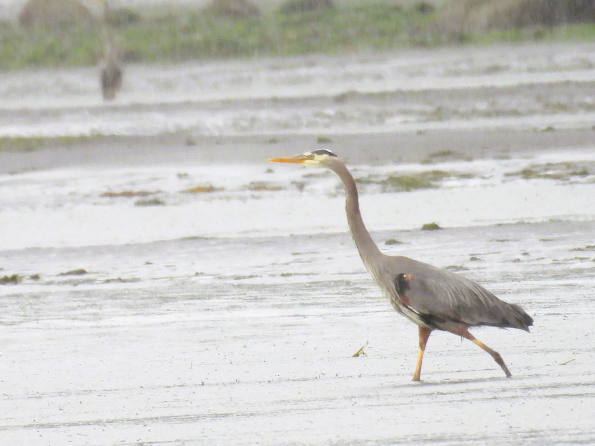 Great Blue Heron - ML619831275