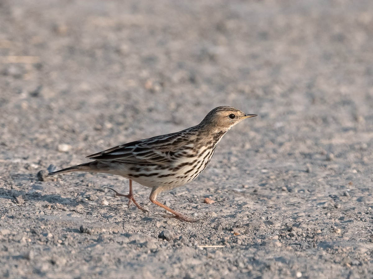Red-throated Pipit - ML619831280