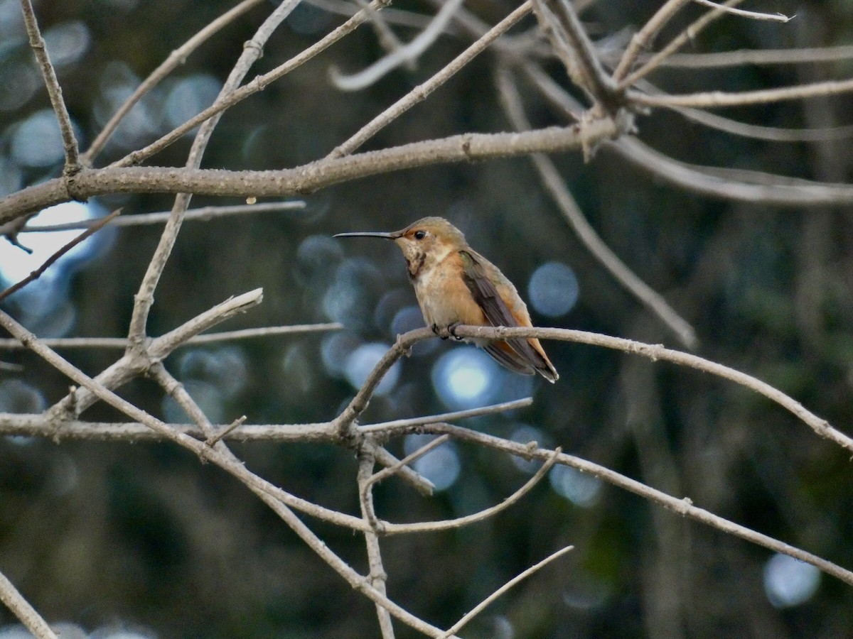 Allen's Hummingbird - ML619831282