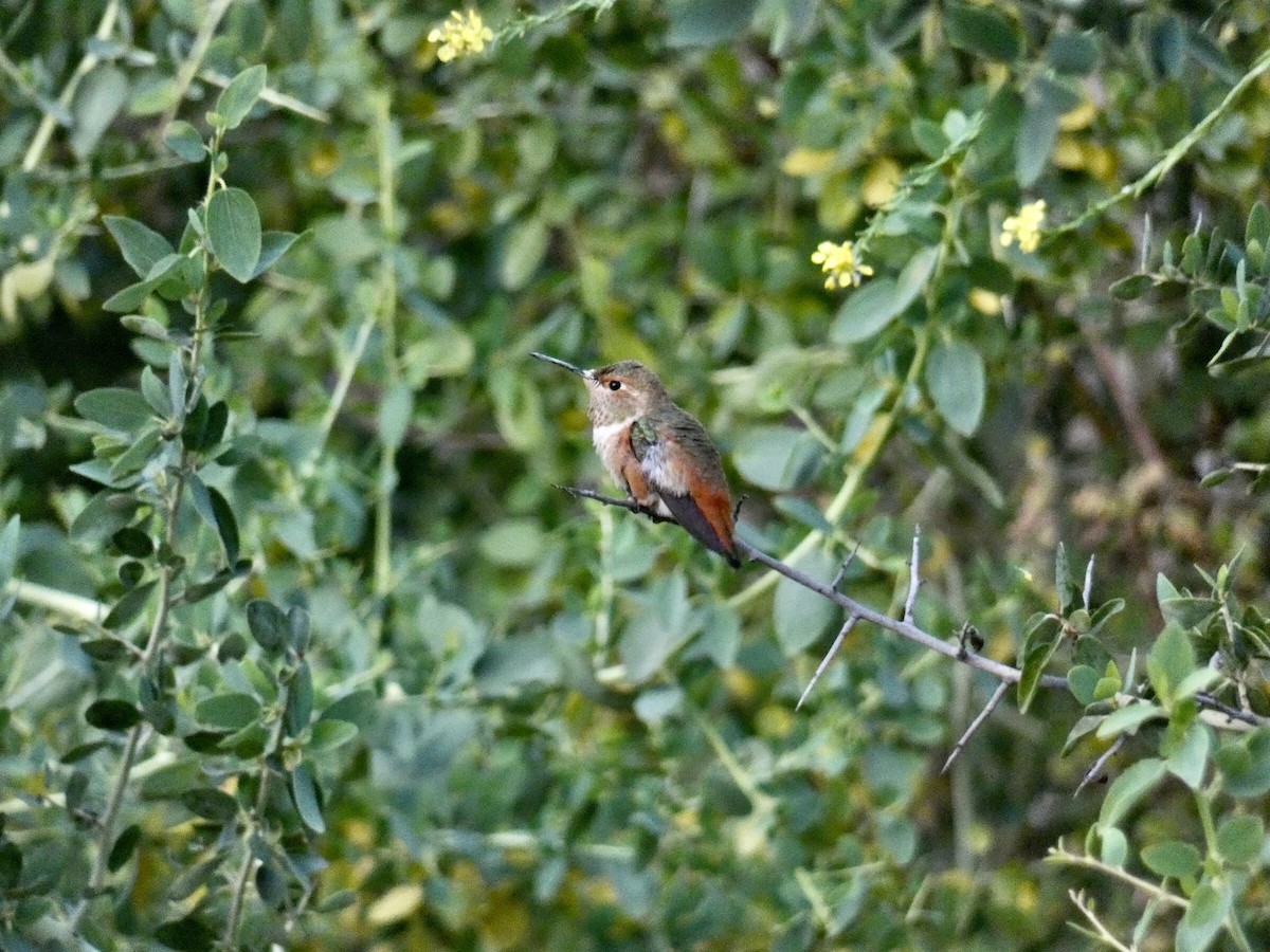 Allen's Hummingbird - ML619831283