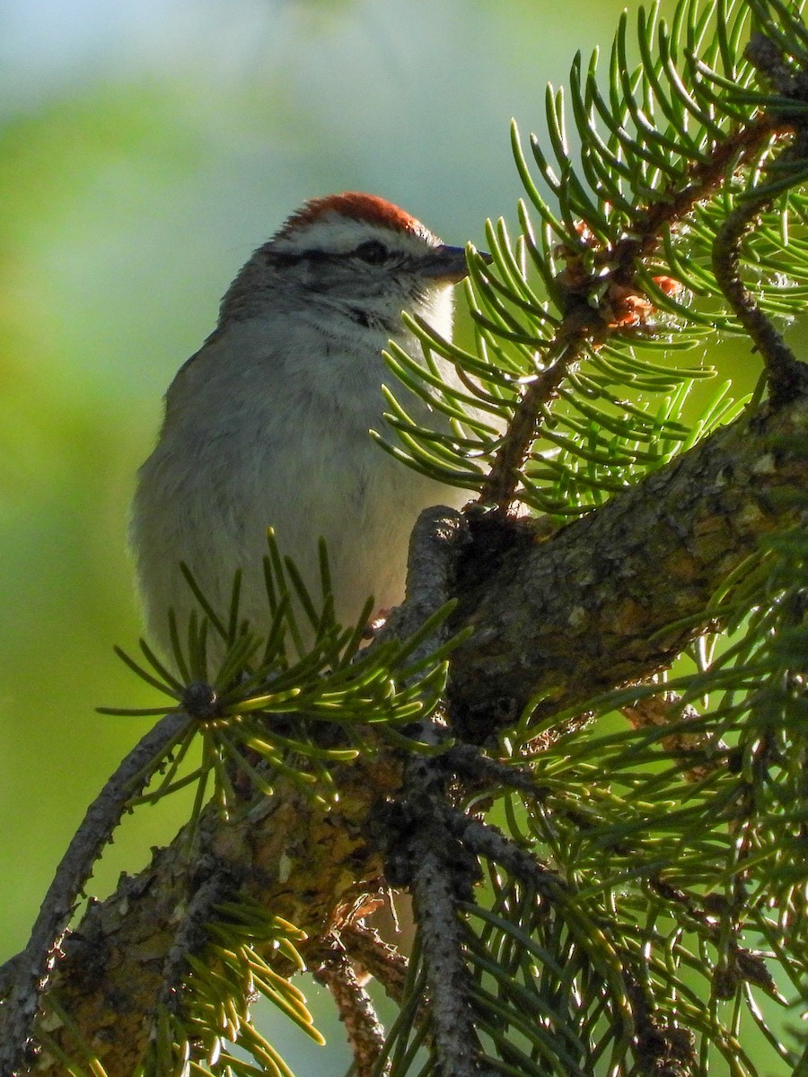 Chipping Sparrow - ML619831296