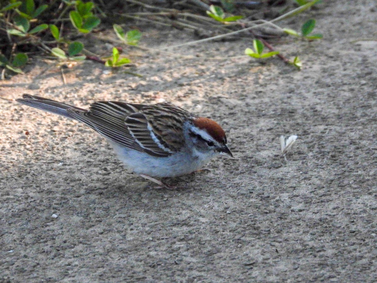 Chipping Sparrow - ML619831297