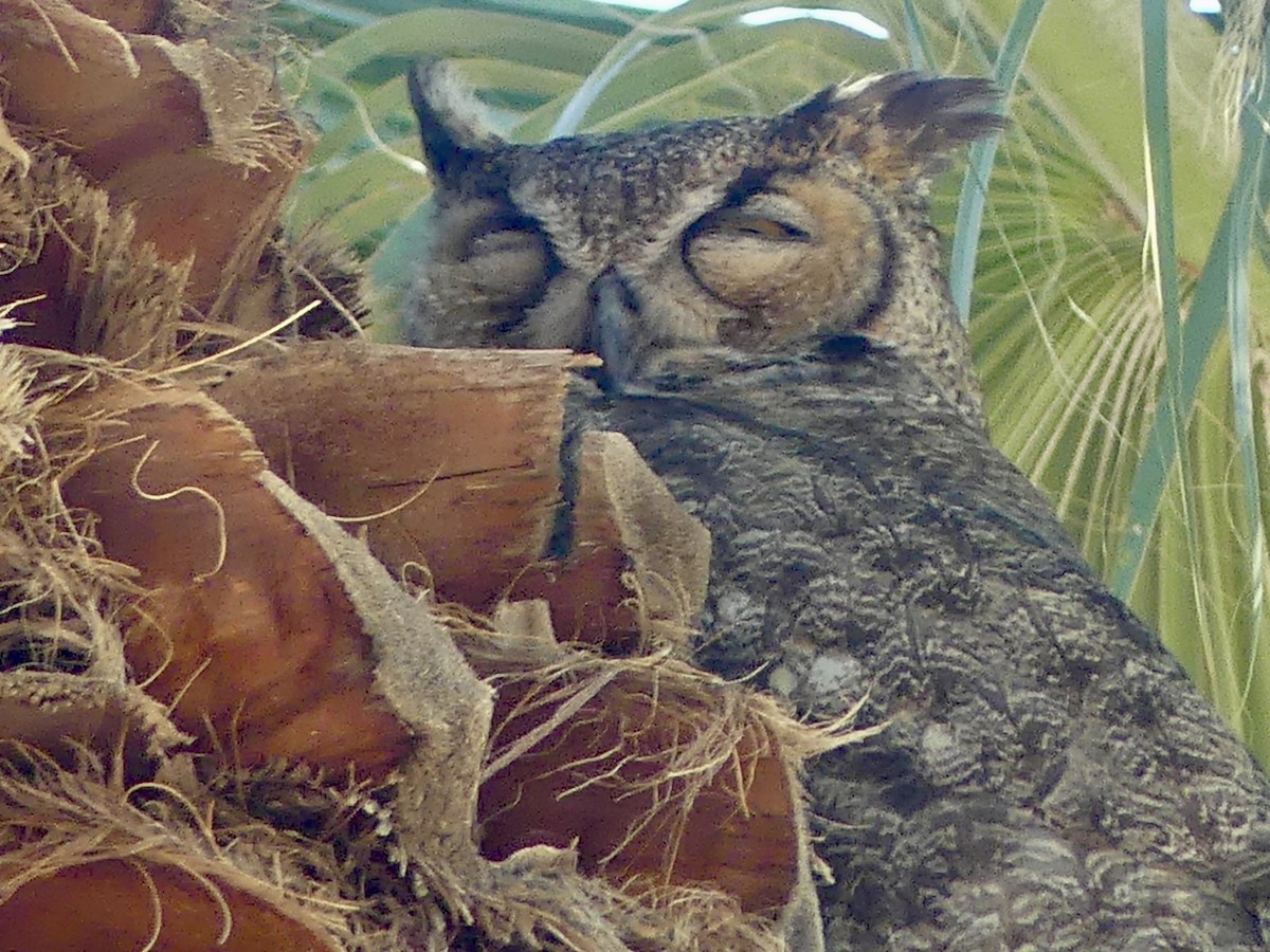 Great Horned Owl - ML619831305