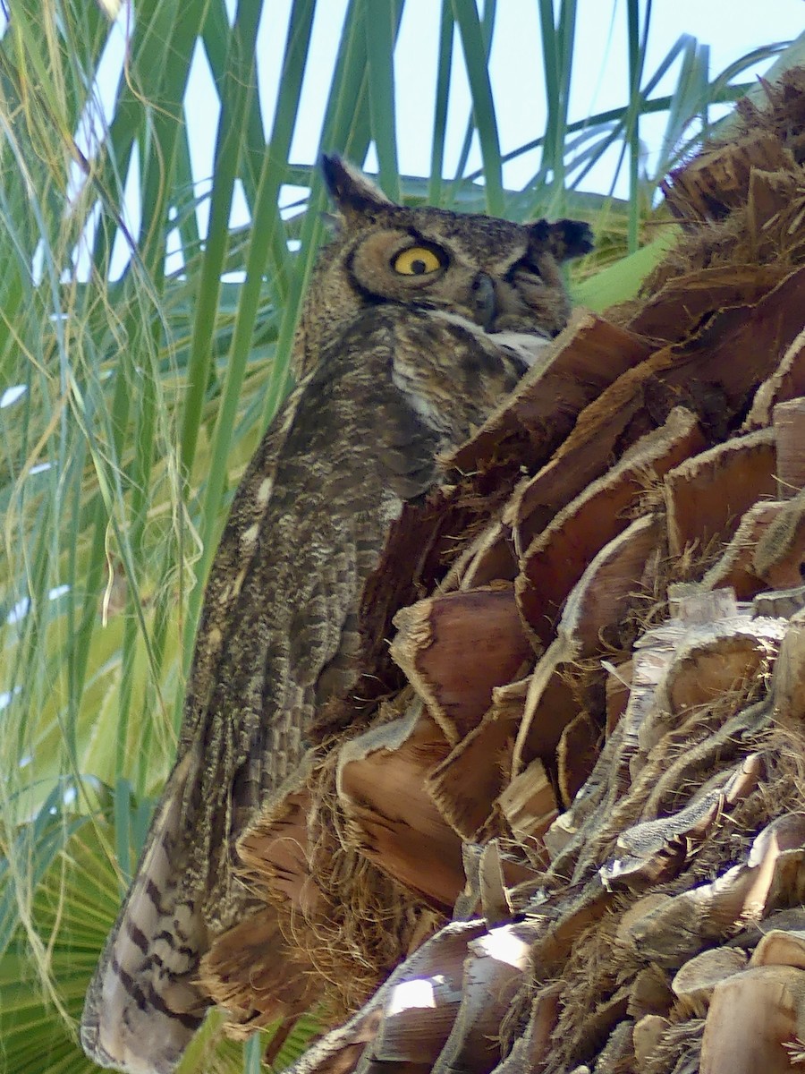 Great Horned Owl - ML619831307