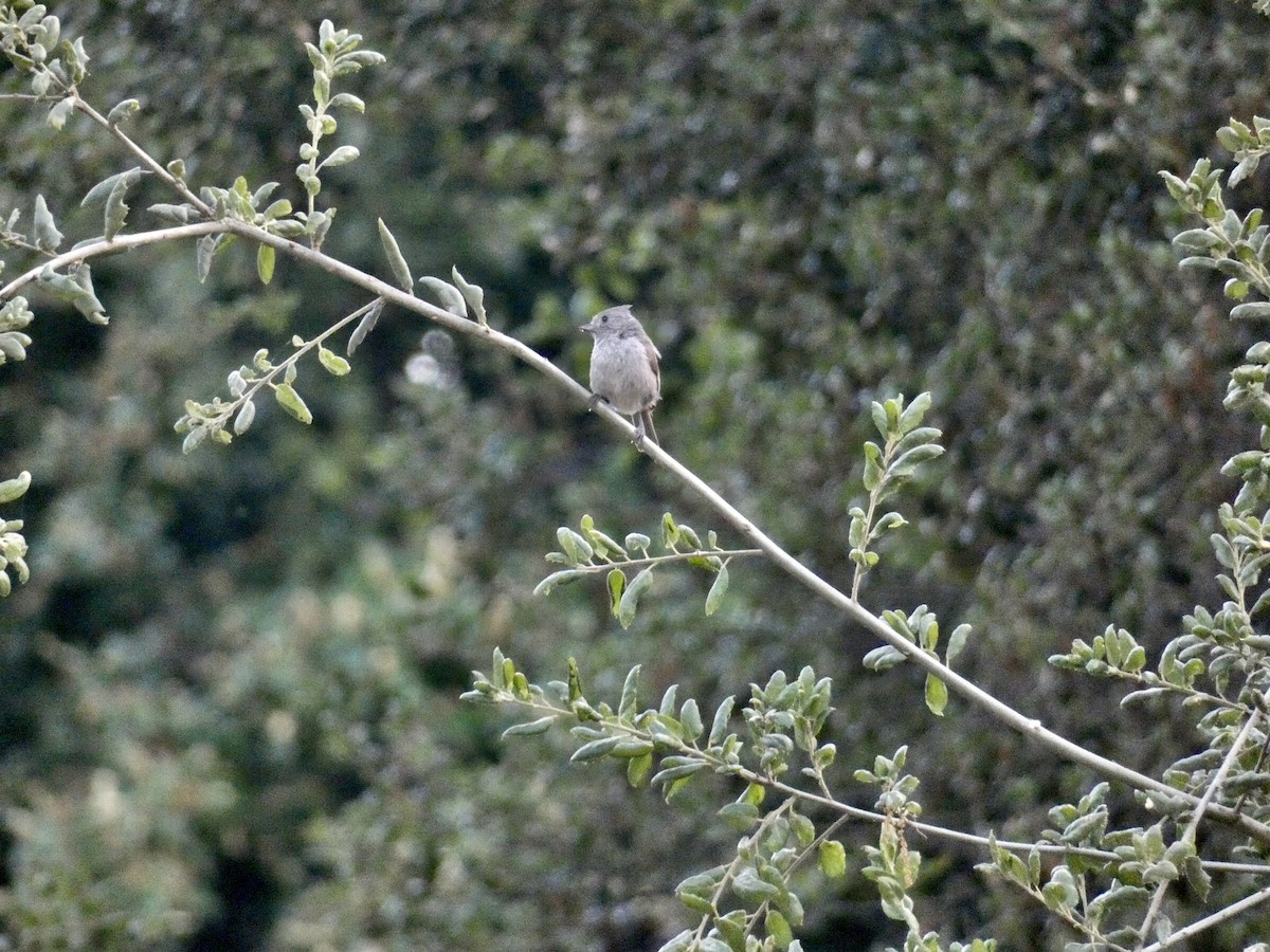 Oak Titmouse - ML619831309