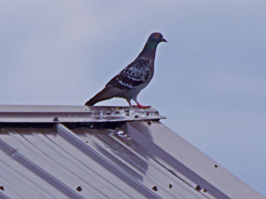 Pigeon biset (forme domestique) - ML619831310