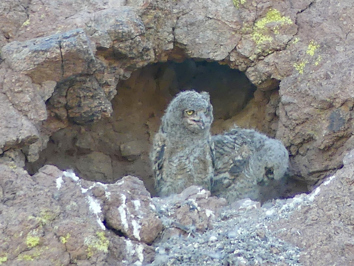 Great Horned Owl - ML619831325