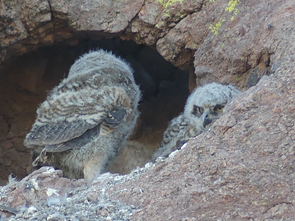 Great Horned Owl - ML619831326