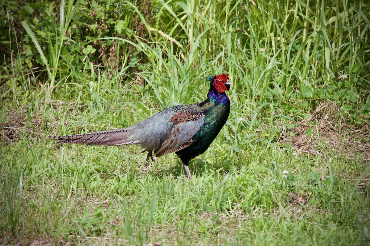 Green Pheasant - ML619831329