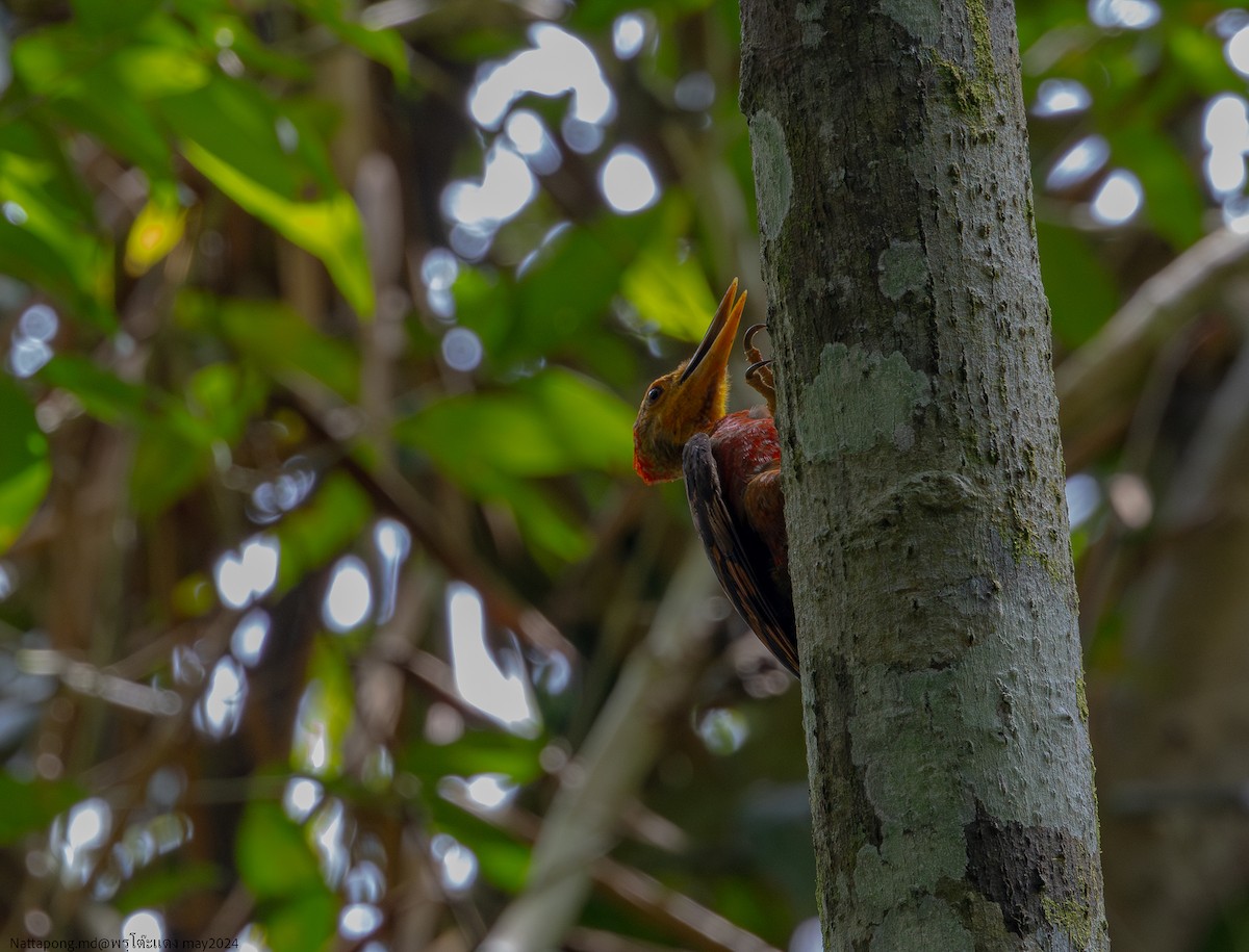 Orange-backed Woodpecker - ML619831330