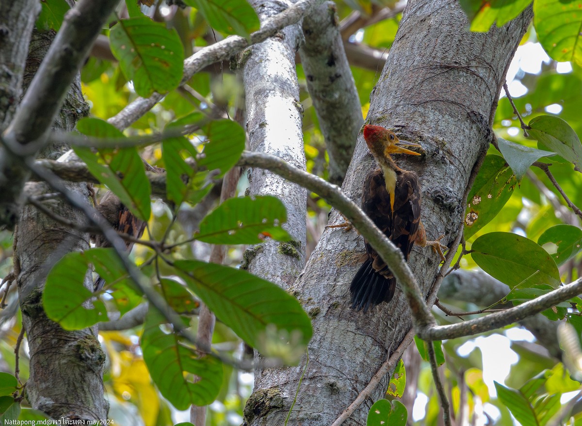 Orange-backed Woodpecker - ML619831331
