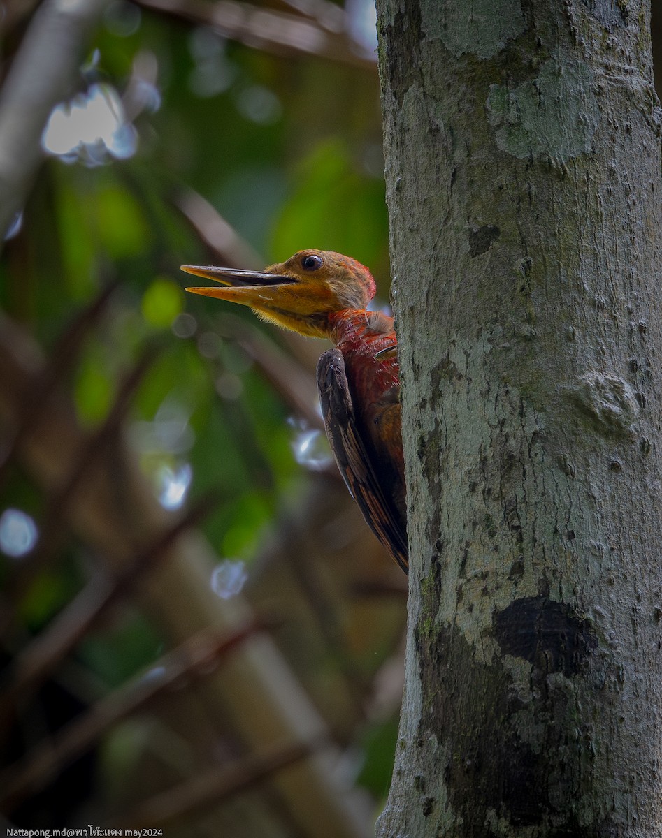 Orange-backed Woodpecker - ML619831332