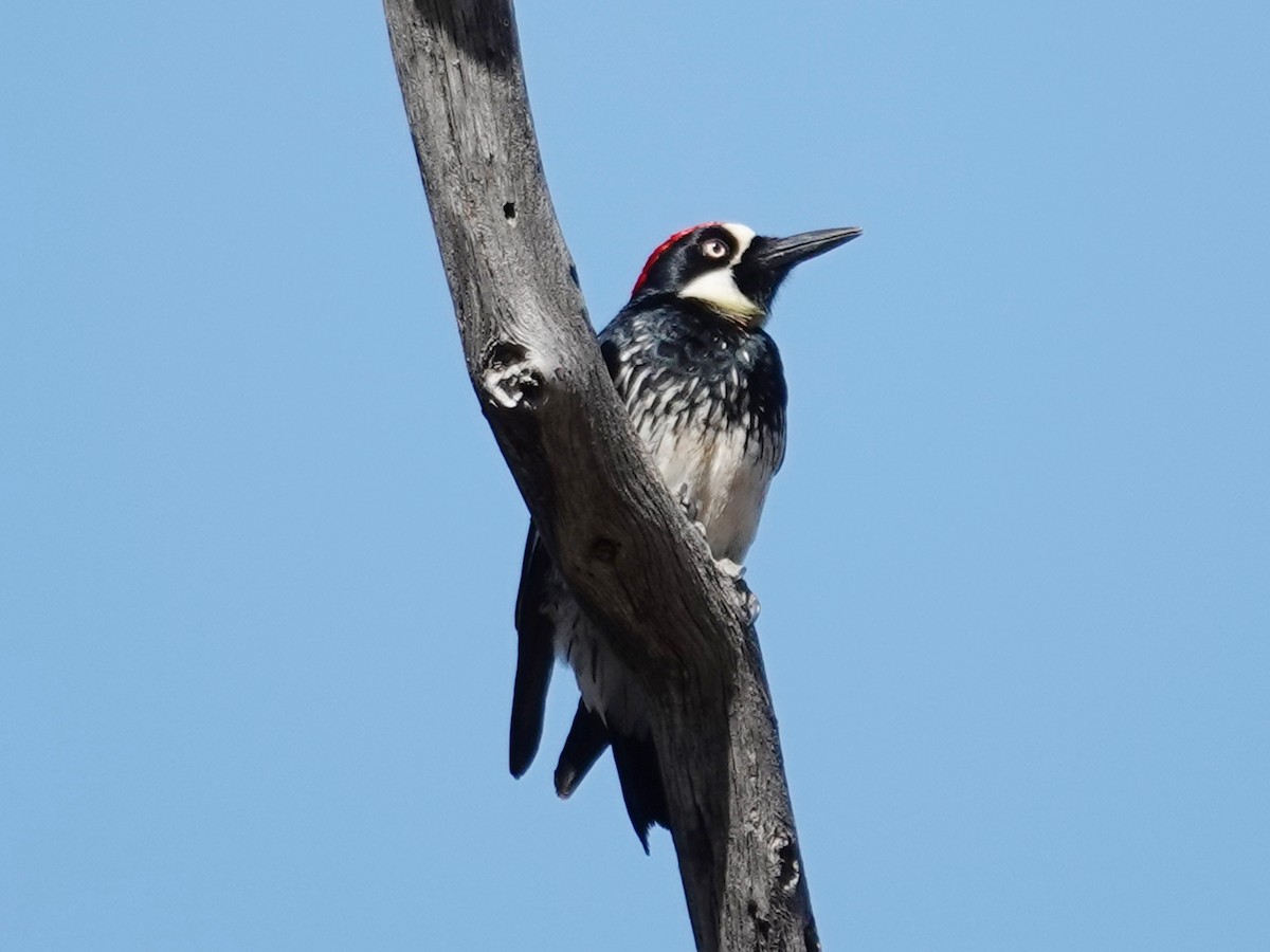 Acorn Woodpecker - ML619831360