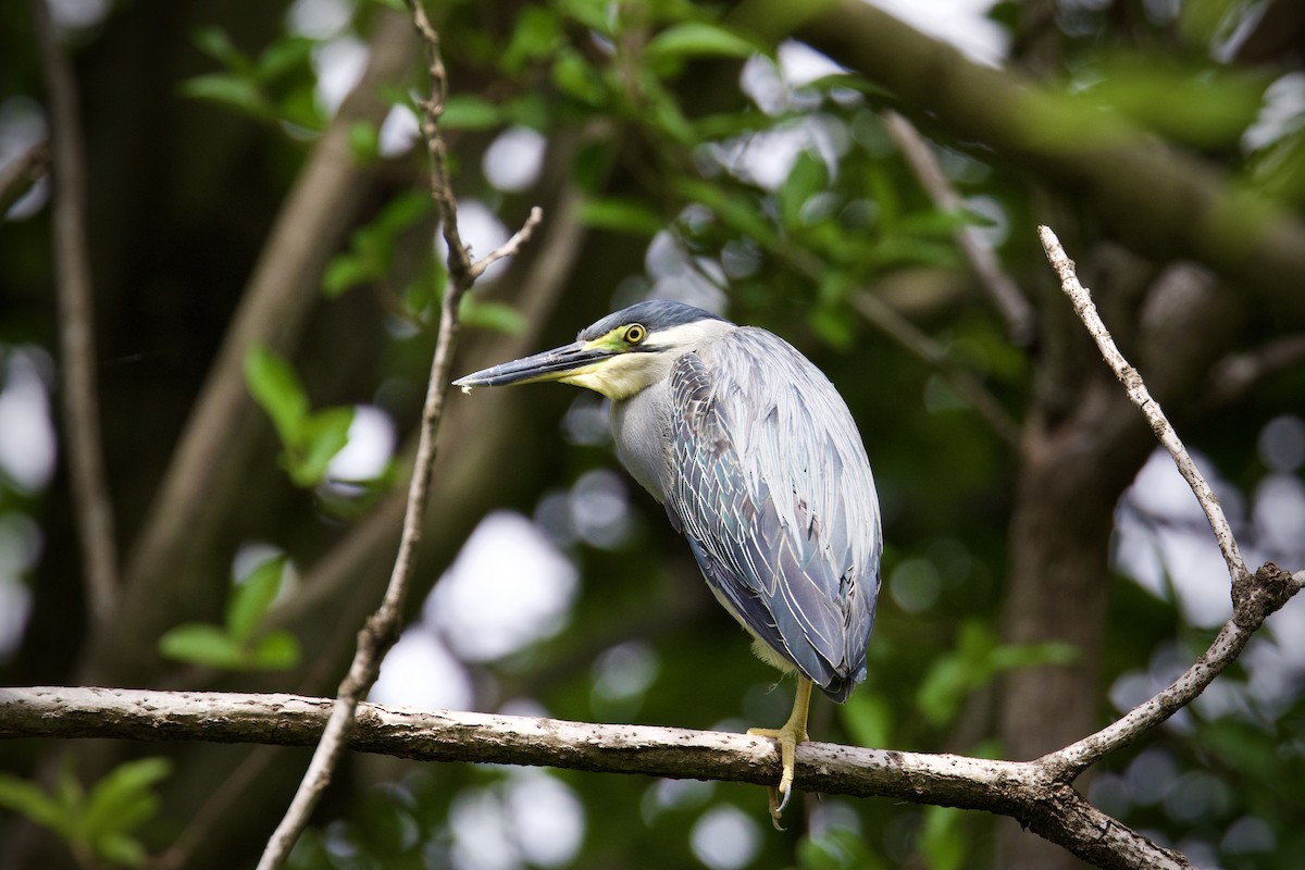 Striated Heron - ML619831368