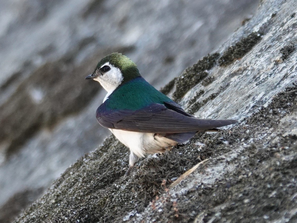 Violet-green Swallow - ML619831369