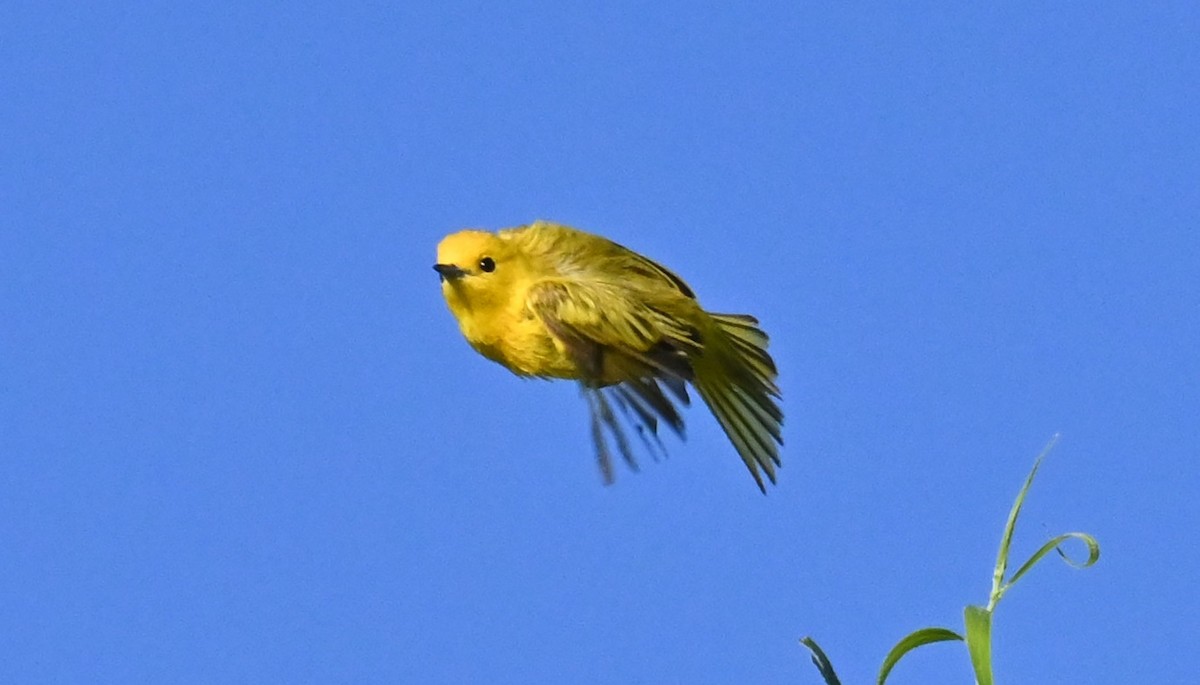 Yellow Warbler - ML619831382