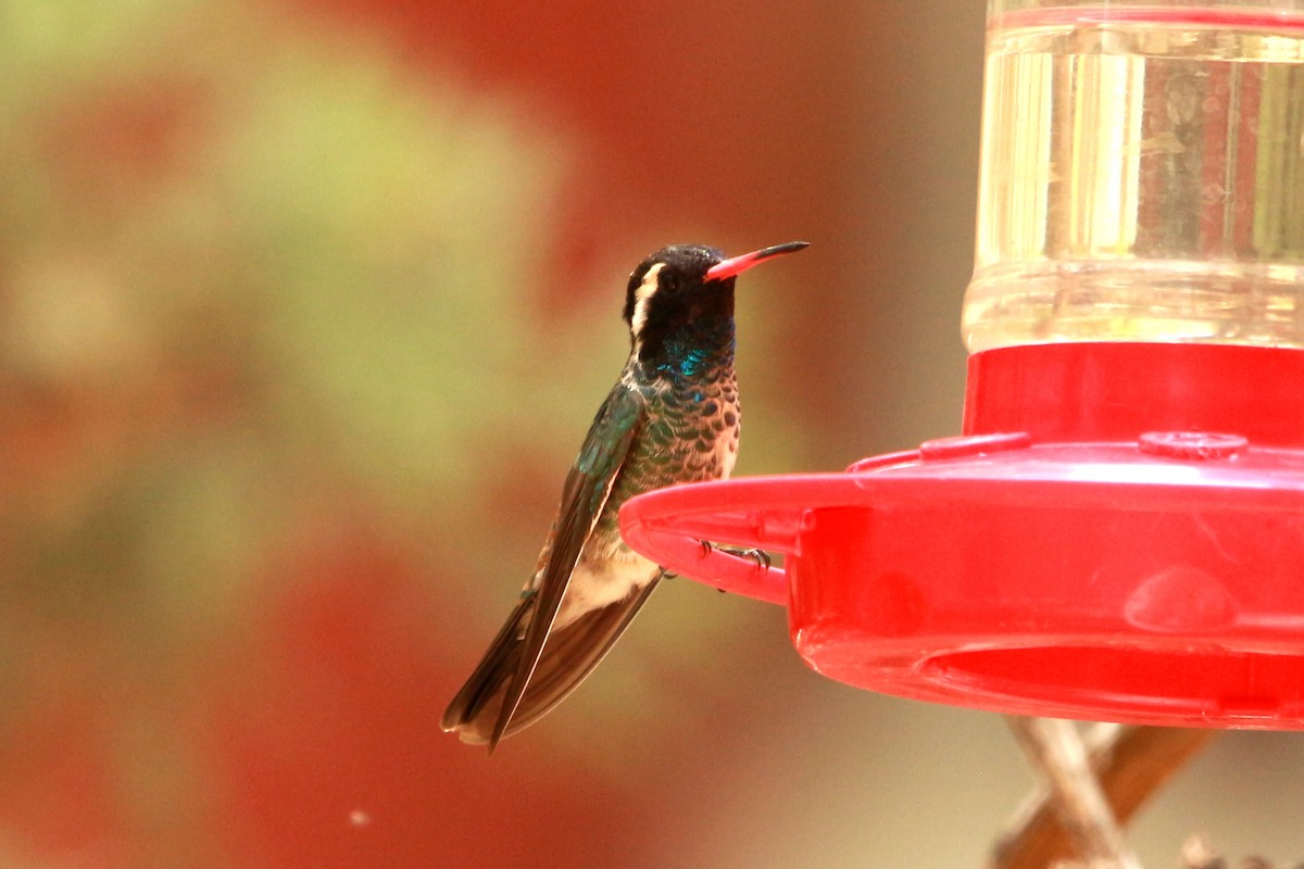 White-eared Hummingbird - ML619831383