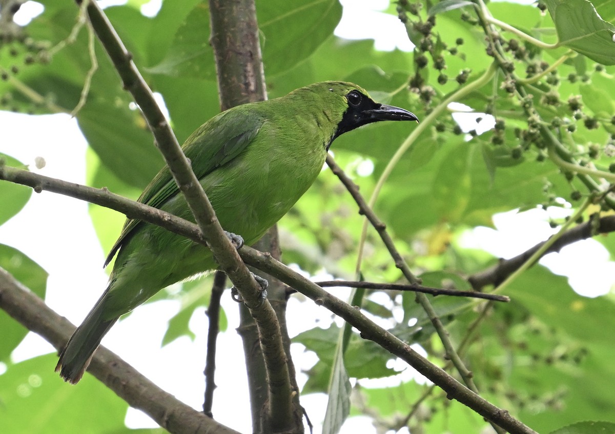 Greater Green Leafbird - ML619831387