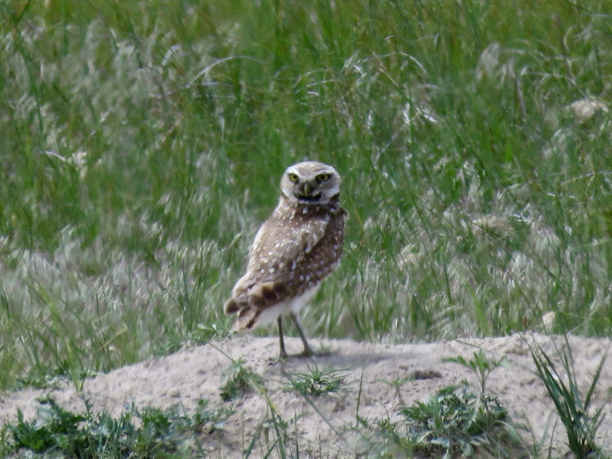 Burrowing Owl - ML619831388