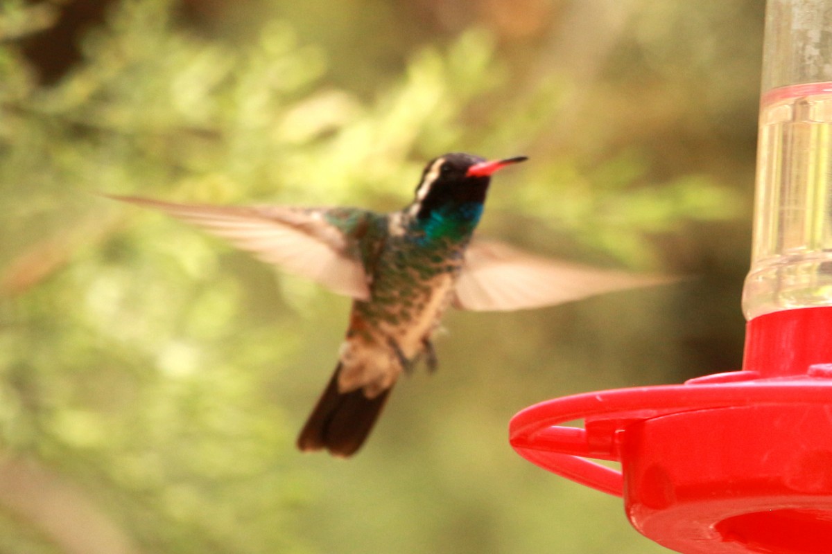 kolibřík bělouchý - ML619831392