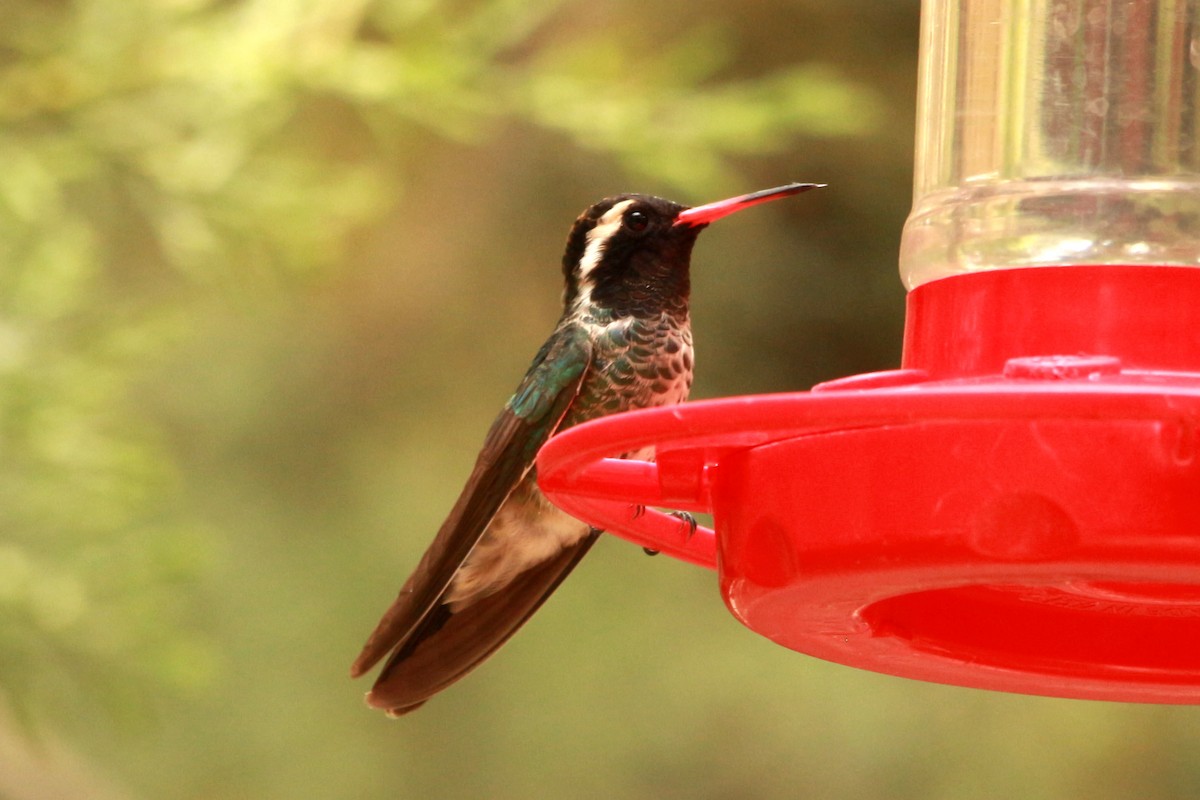 kolibřík bělouchý - ML619831394