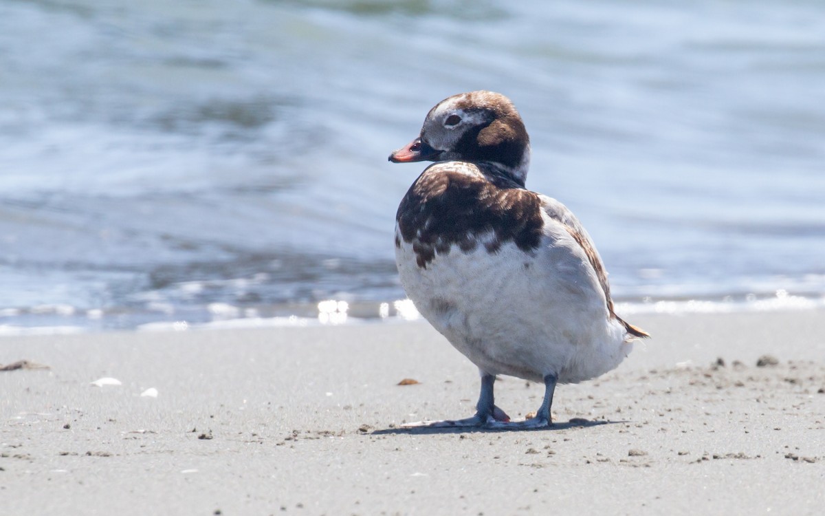 Long-tailed Duck - ML619831397