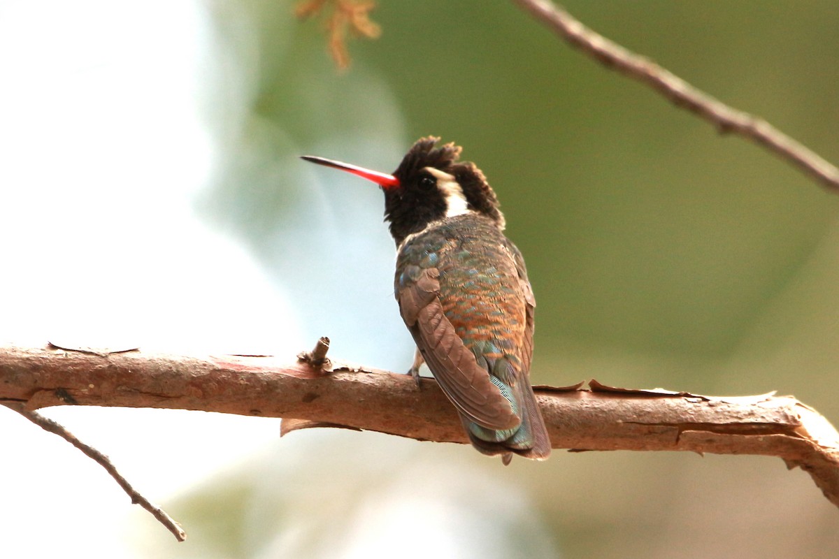 kolibřík bělouchý - ML619831406