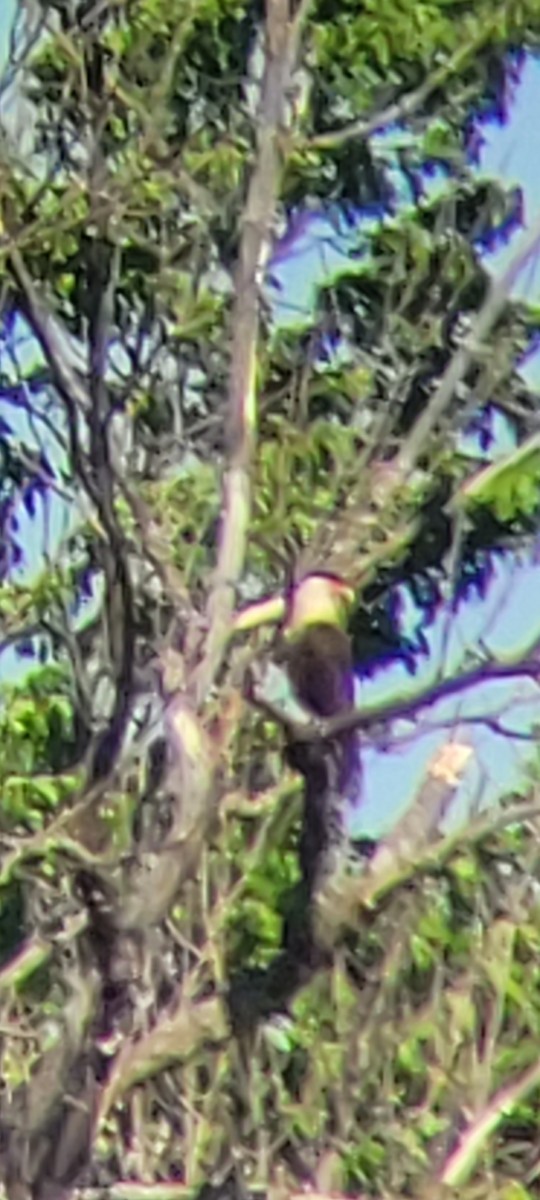 Crested Caracara - ML619831411