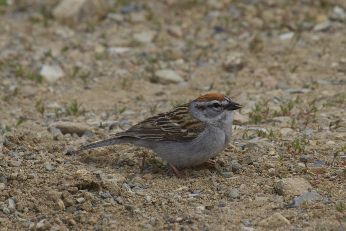 Chipping Sparrow - ML619831421