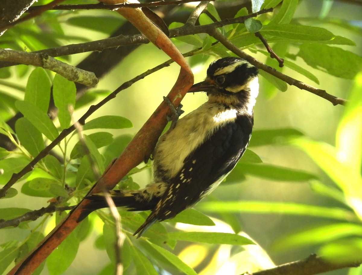 Hairy Woodpecker - ML619831446