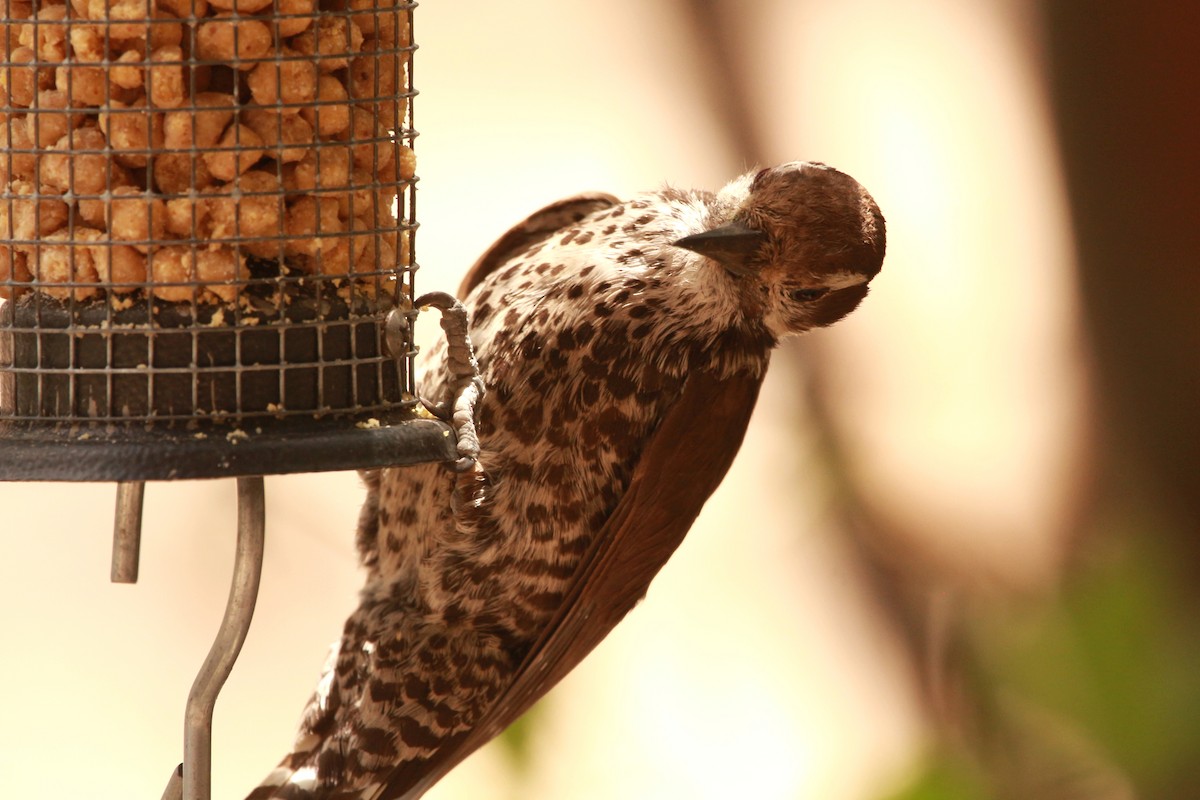 Arizona Woodpecker - ML619831447
