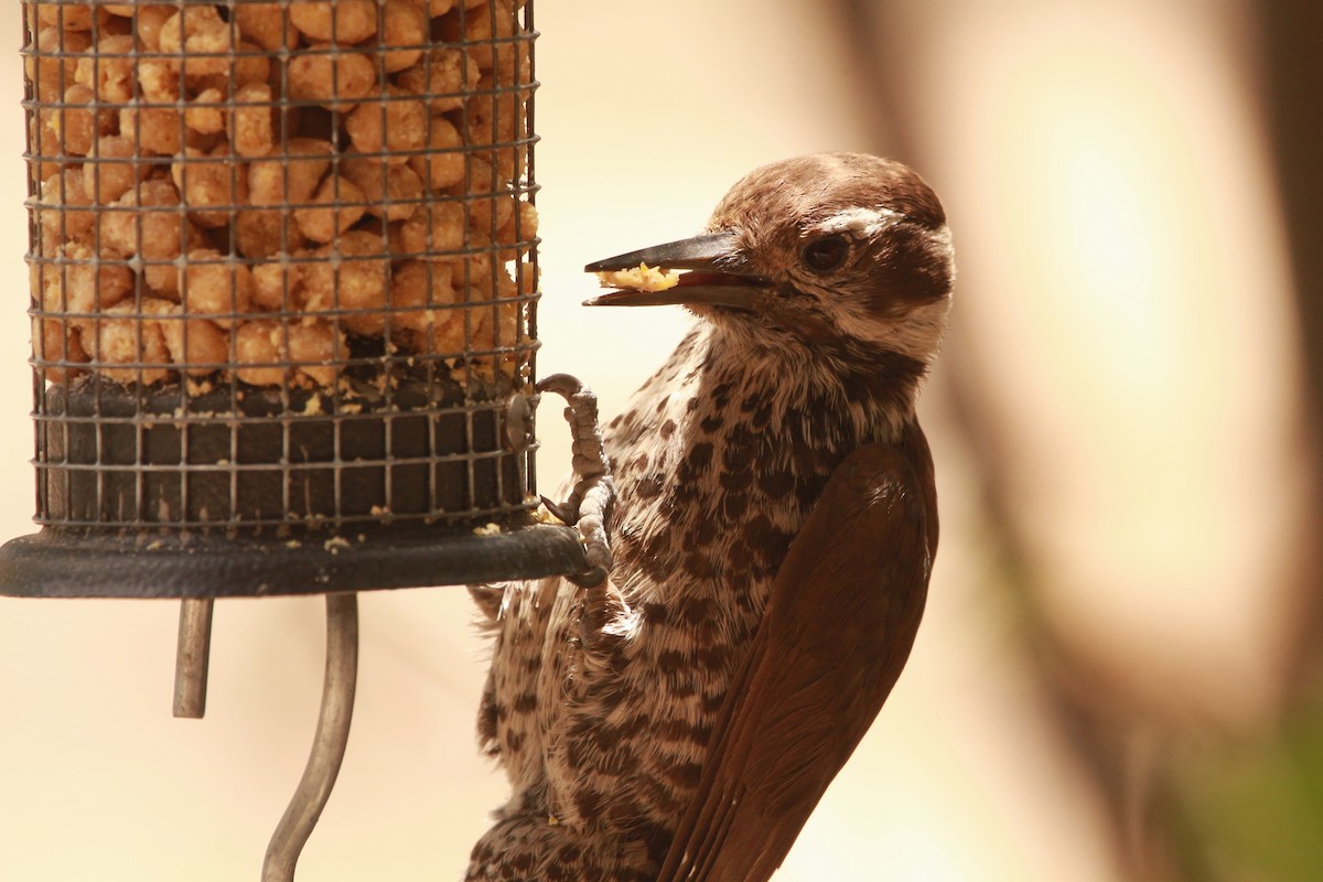 Arizona Woodpecker - ML619831449