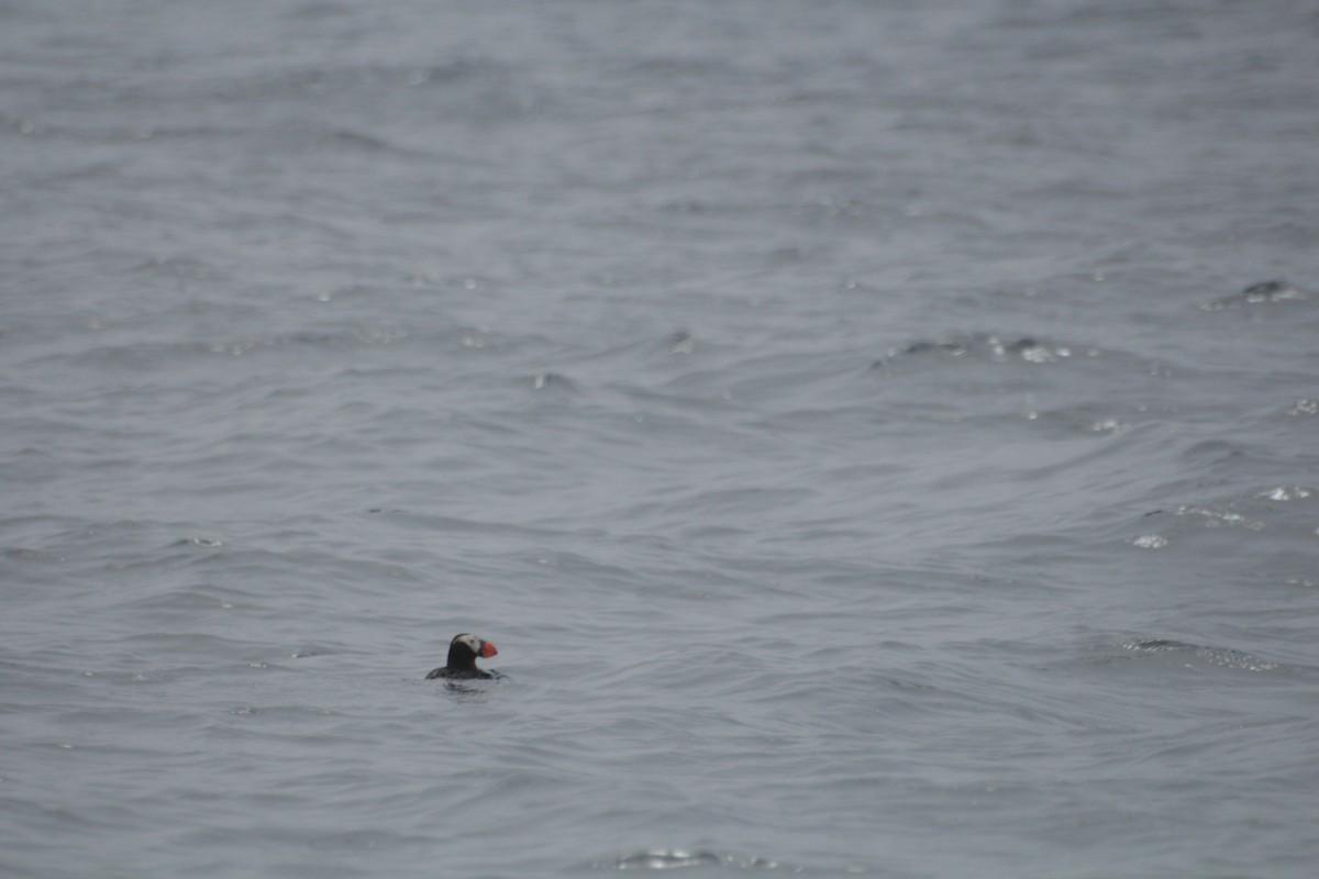 Tufted Puffin - ML619831458