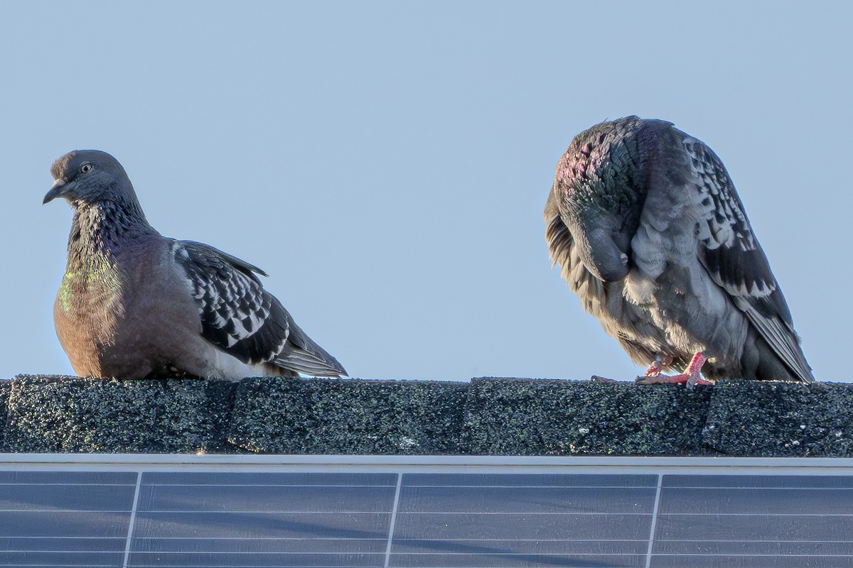 Rock Pigeon (Feral Pigeon) - ML619831480