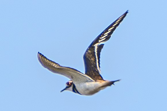 Killdeer - ML619831484