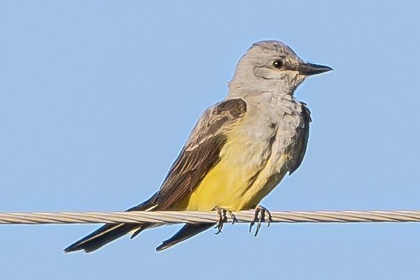 Schmalschnabel-Königstyrann - ML619831492