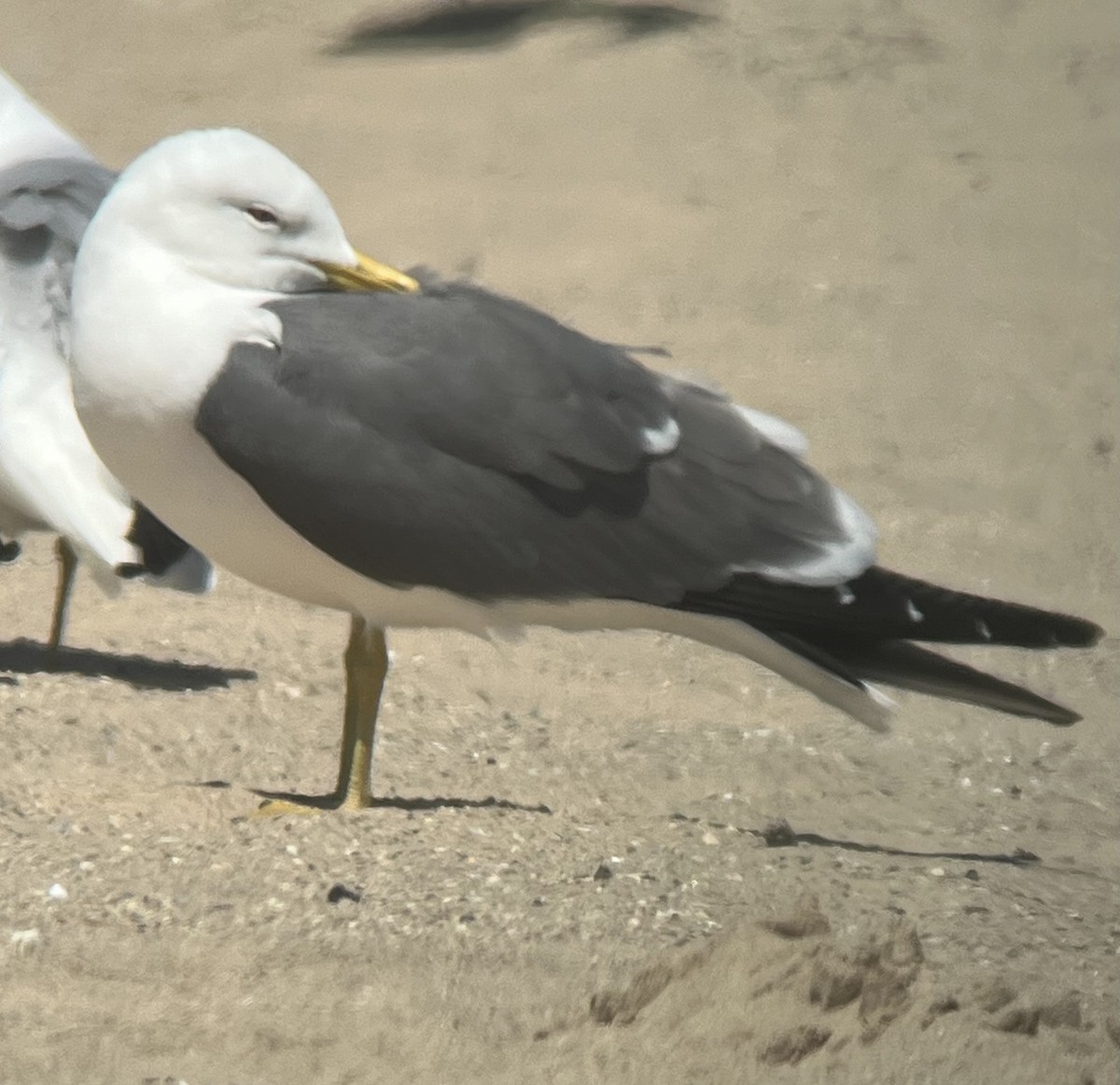 Black-tailed Gull - ML619831498