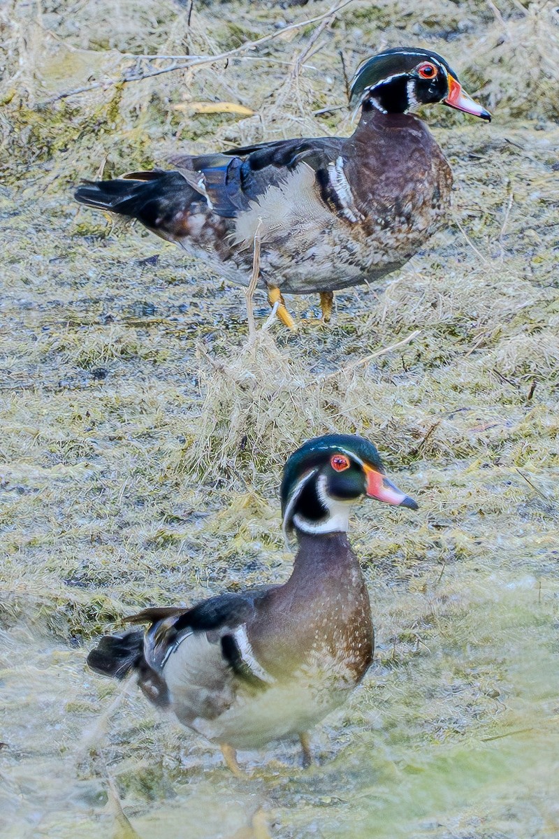 Wood Duck - ML619831499