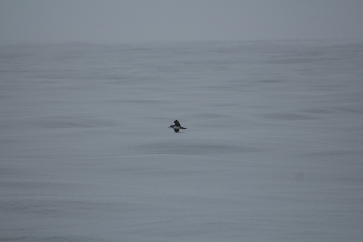 Pink-footed Shearwater - ML619831501