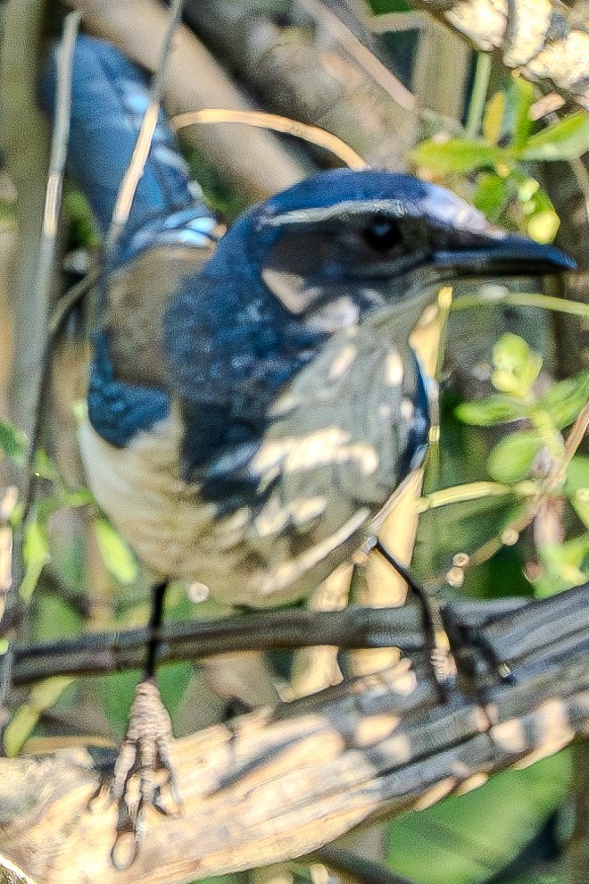 California Scrub-Jay - ML619831504