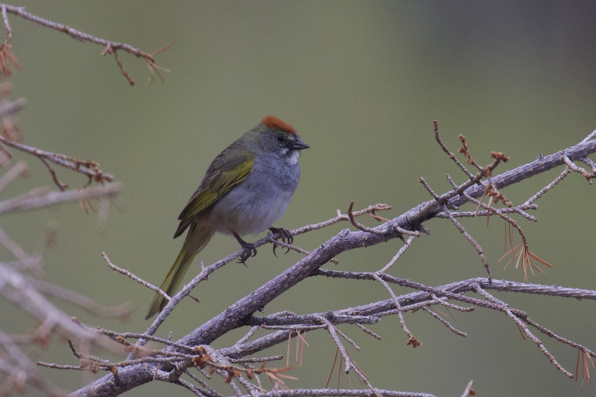 Green-tailed Towhee - ML619831518