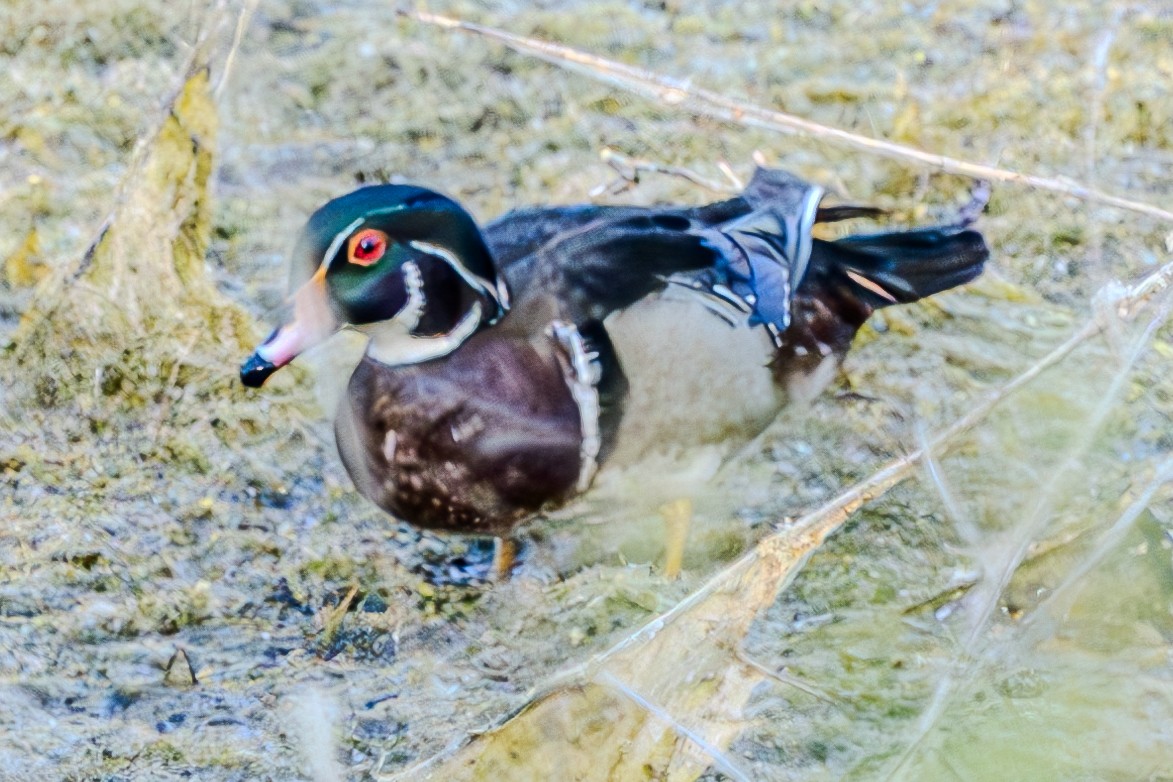 Wood Duck - ML619831523