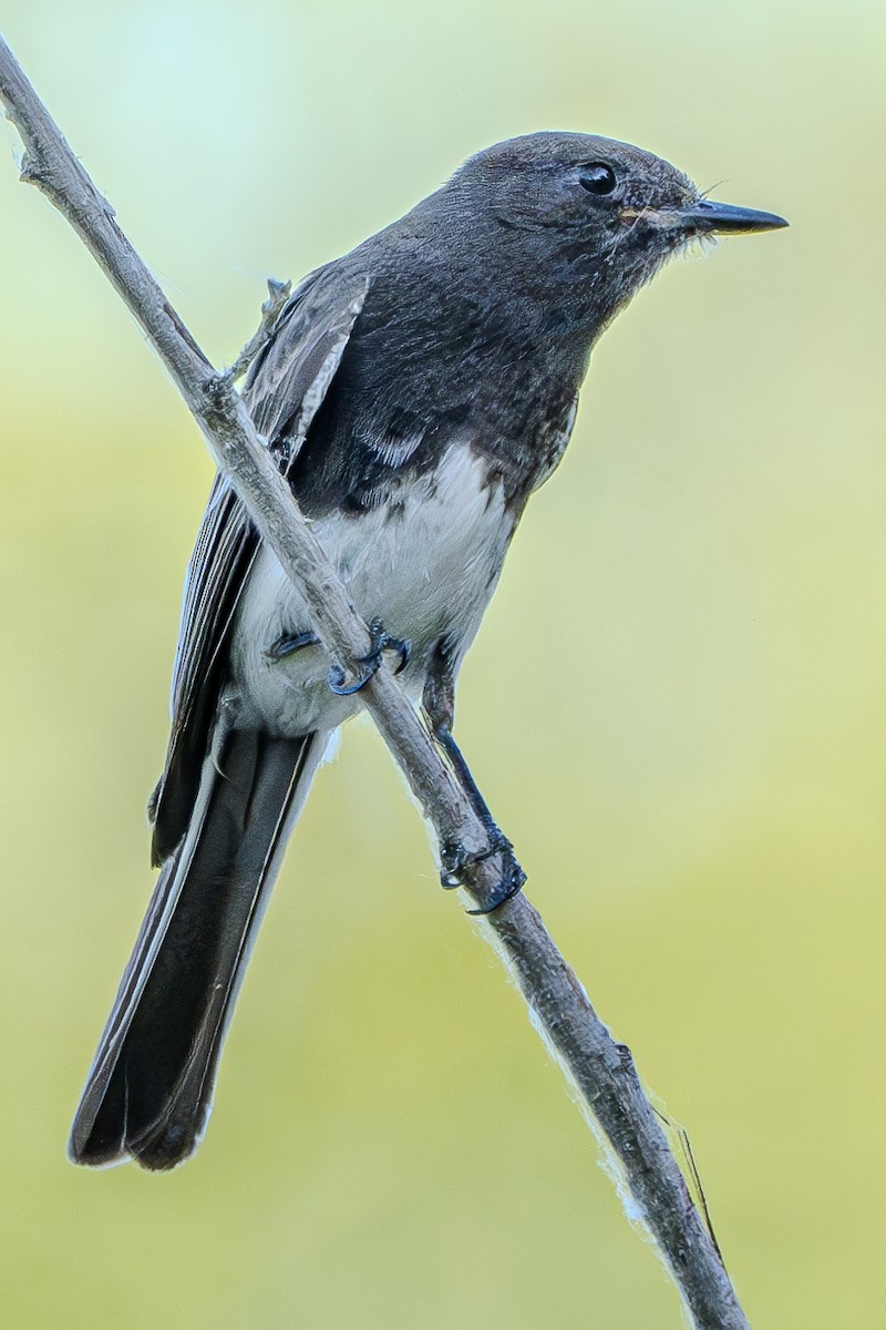 Black Phoebe - ML619831526