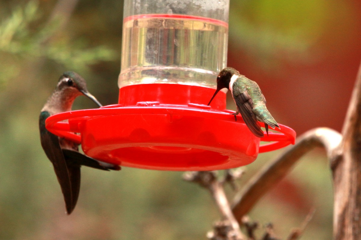 Black-chinned Hummingbird - ML619831531