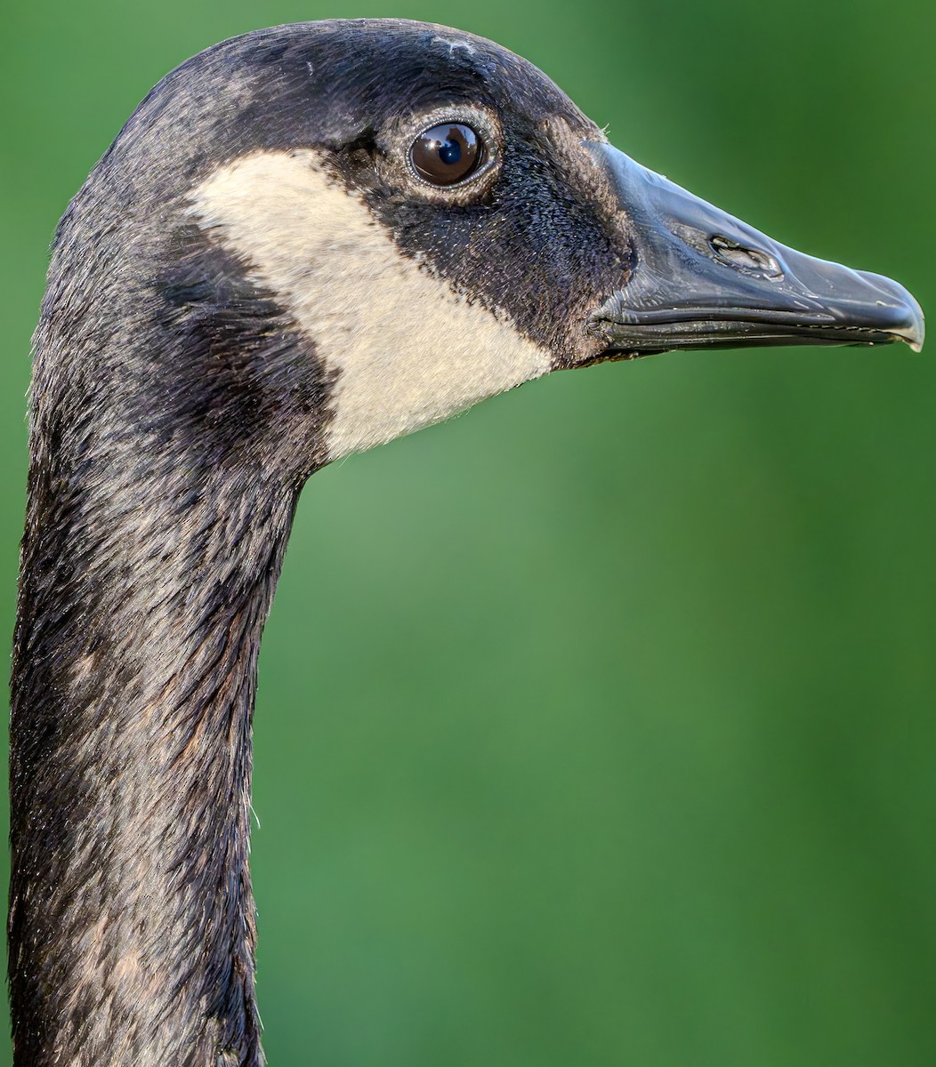 Canada Goose - Carter Pape