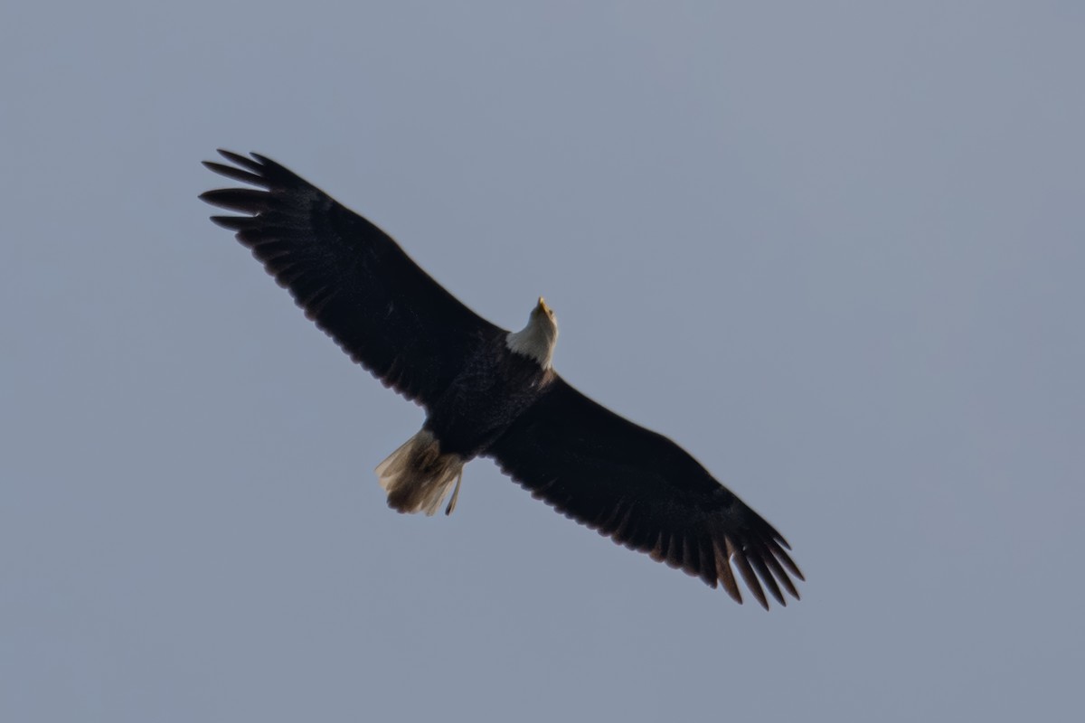 Bald Eagle - ML619831533