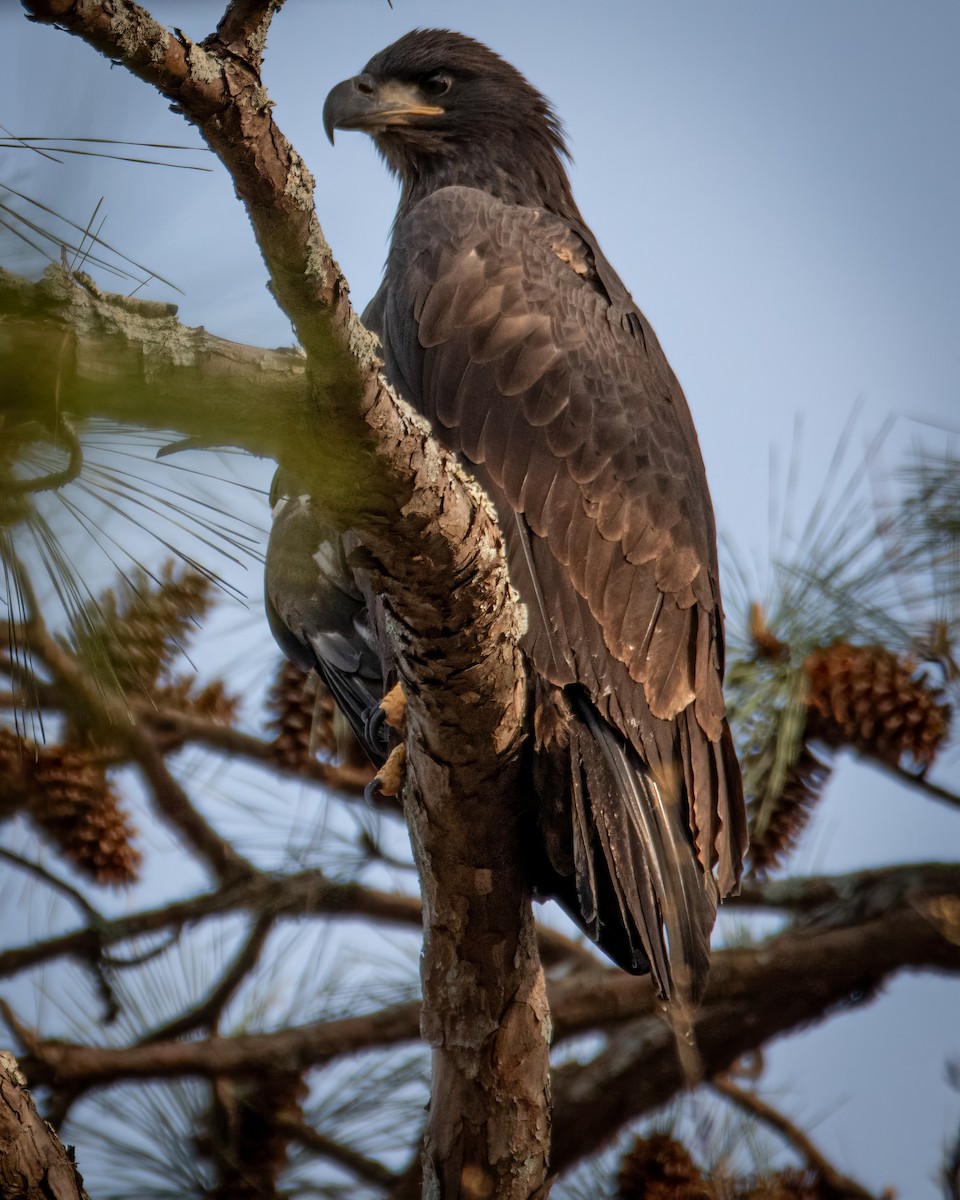 Bald Eagle - ML619831534