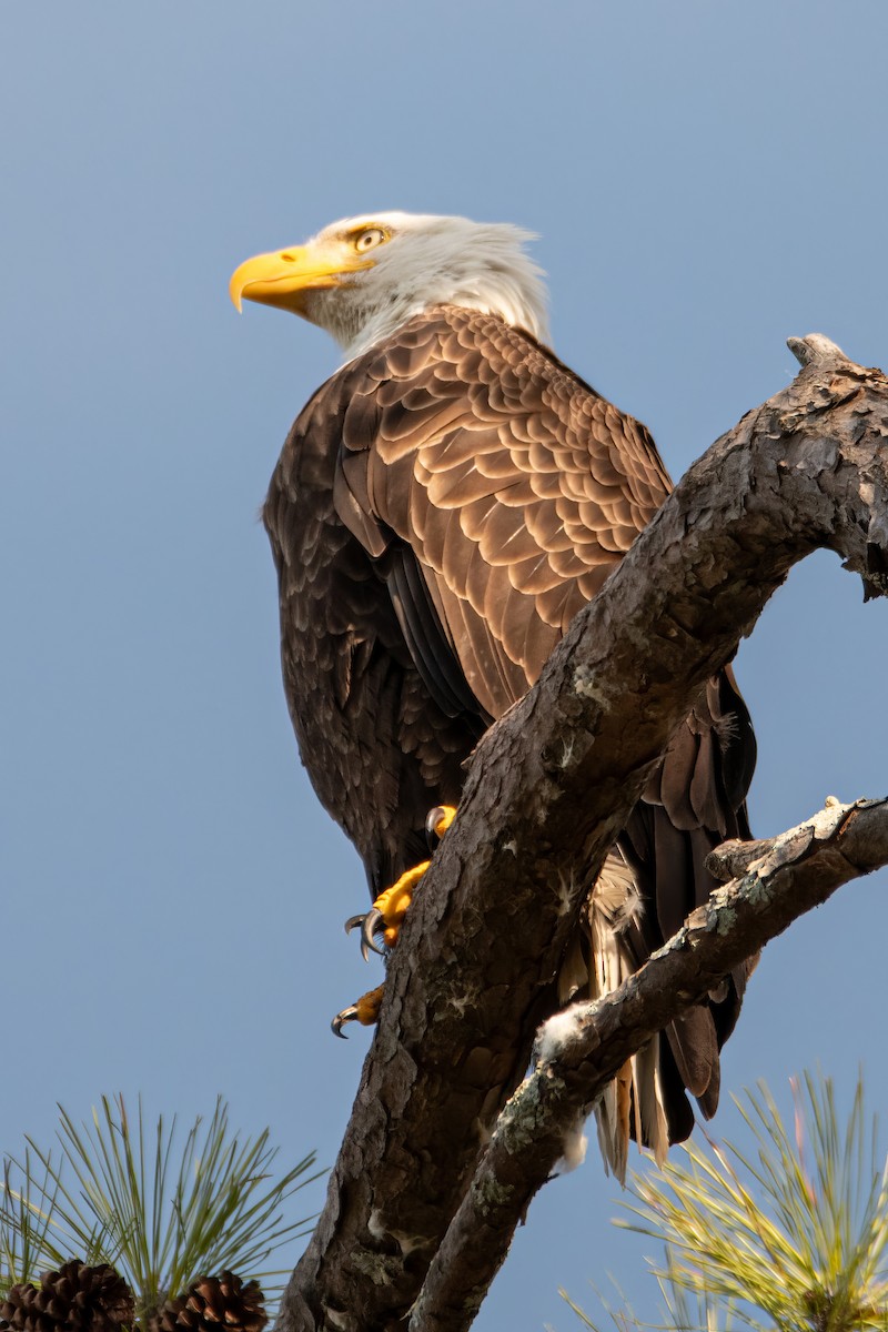 Bald Eagle - ML619831535