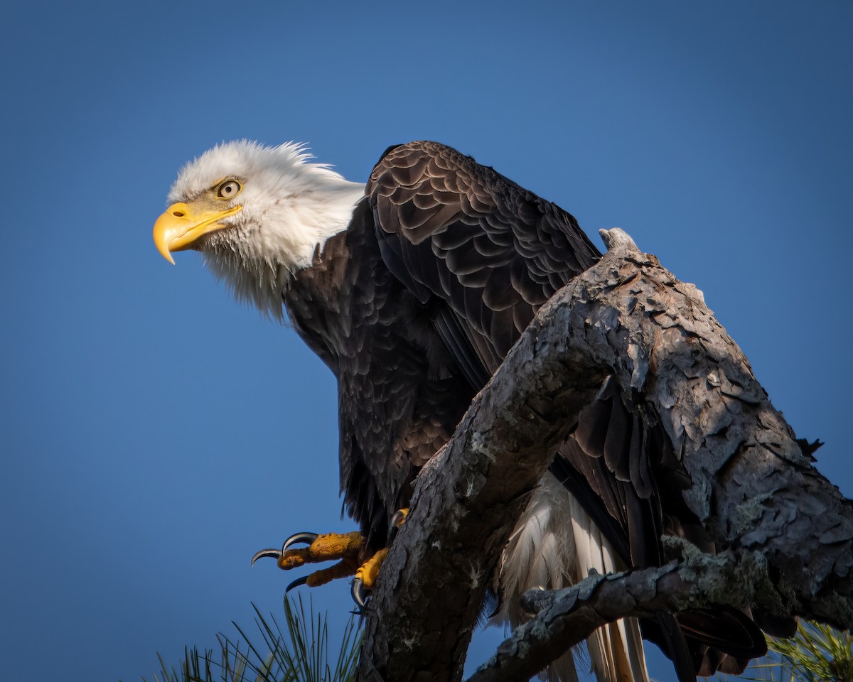 Bald Eagle - ML619831536