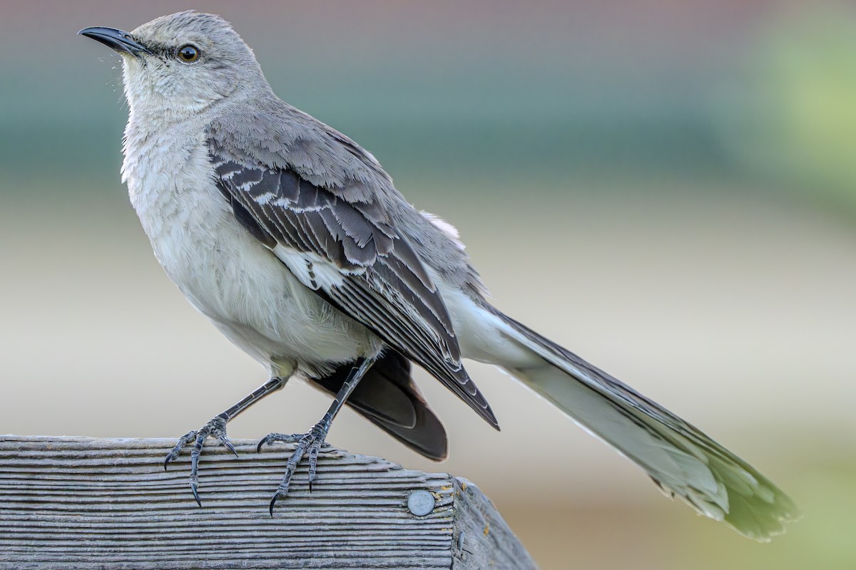 Northern Mockingbird - ML619831538